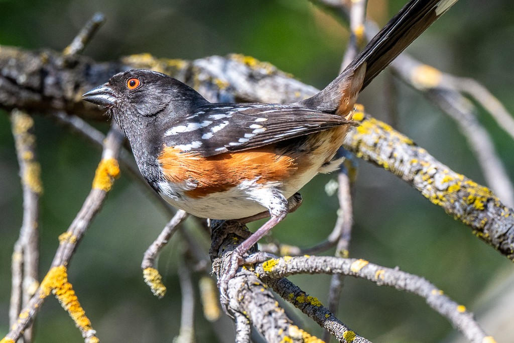 Spotted Towhee - ML620475088