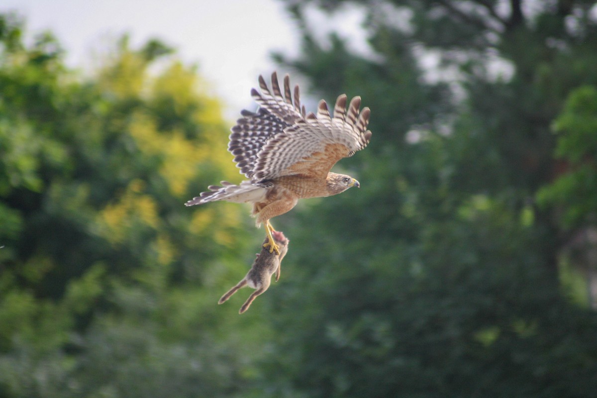 Red-shouldered Hawk - ML620475090