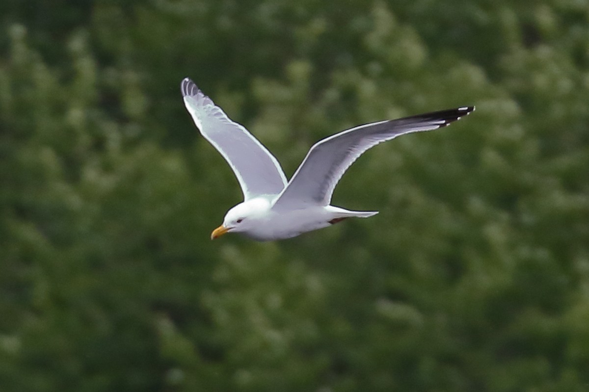 Gaviota Argéntea (americana) - ML620475097