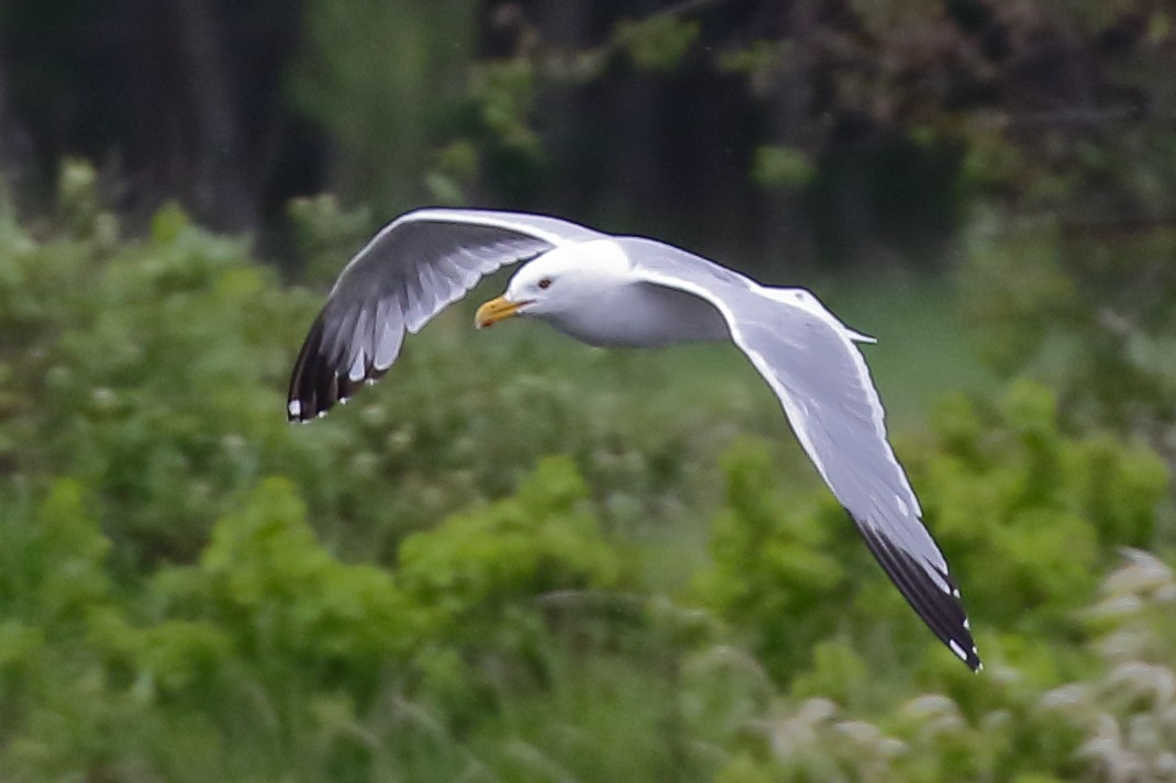 Gaviota Argéntea (americana) - ML620475100