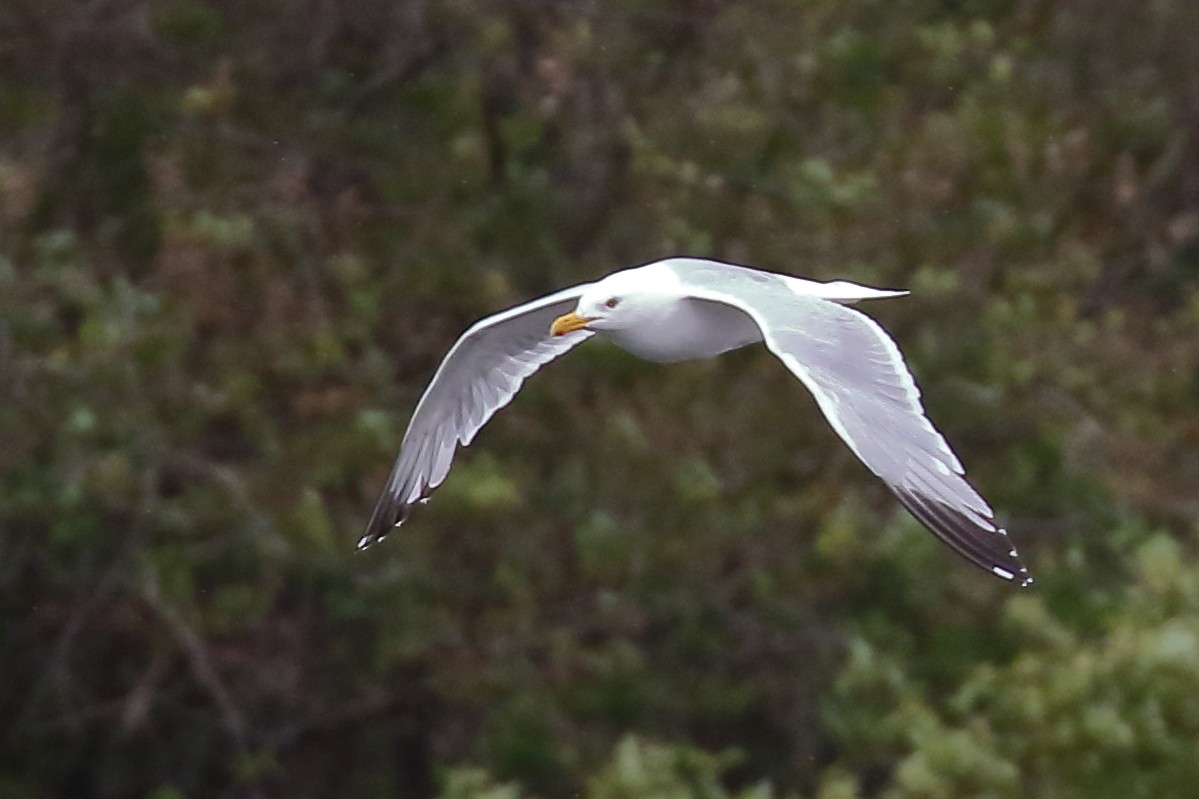 Herring Gull (American) - ML620475101