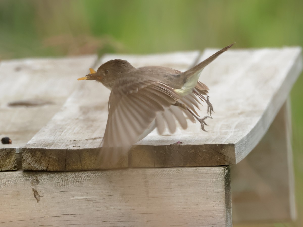 Eastern Phoebe - ML620475104