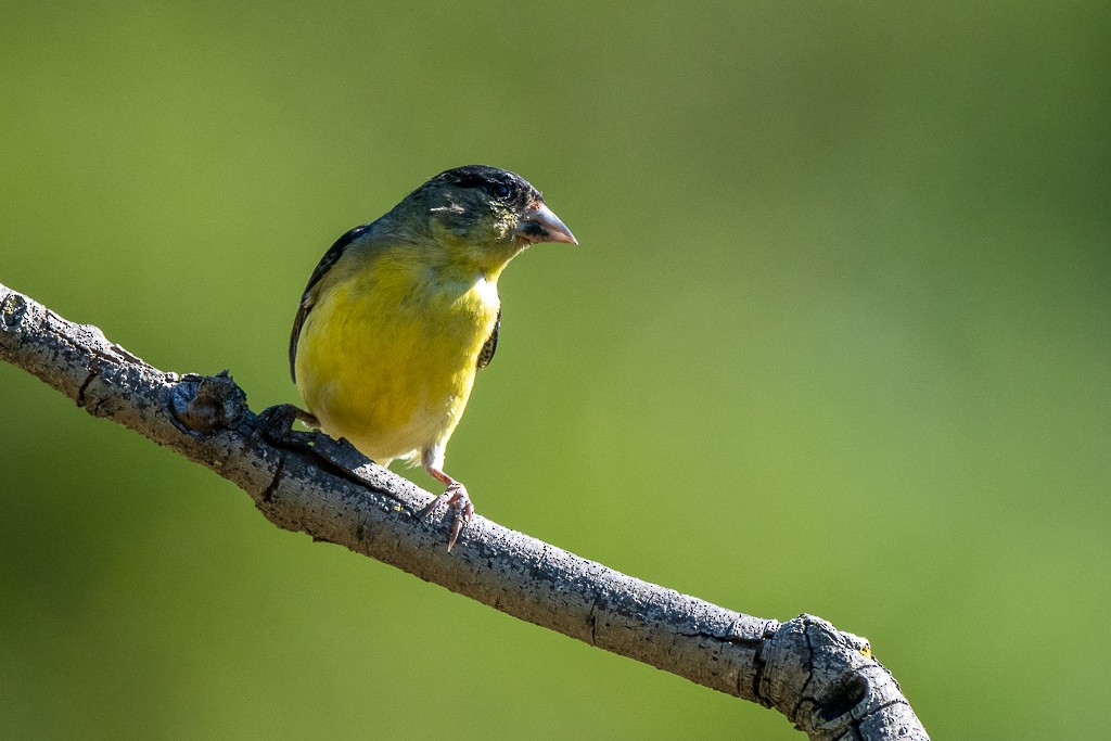 Lesser Goldfinch - ML620475105