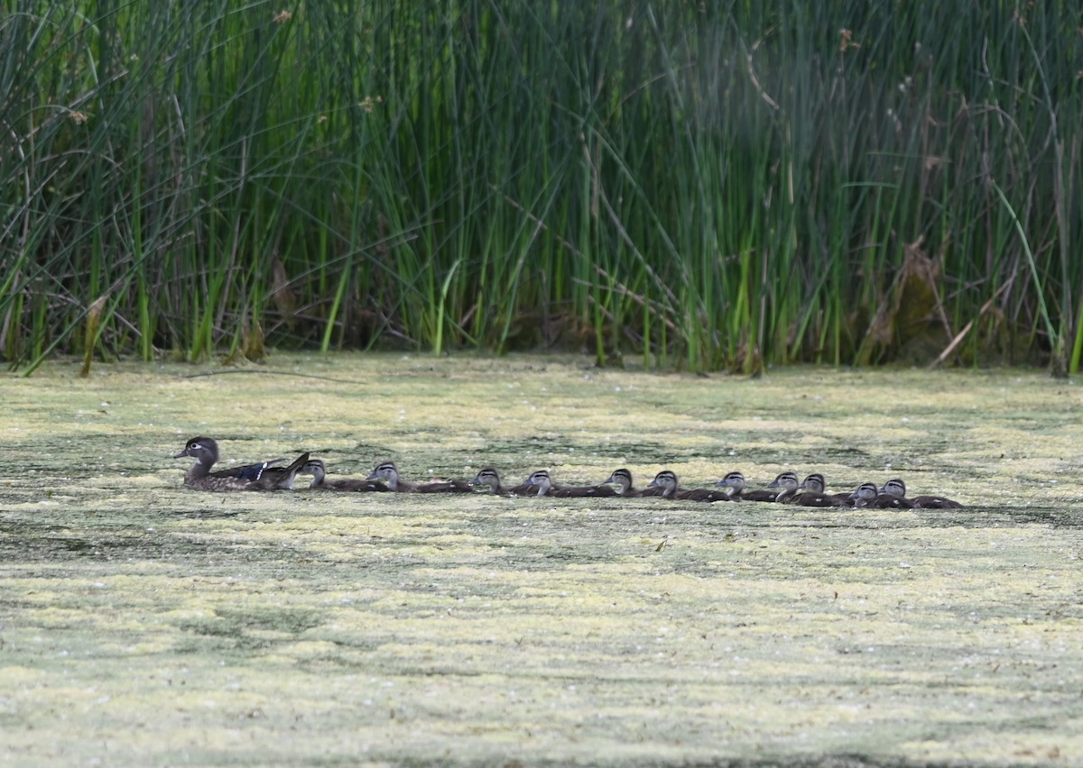 Wood Duck - ML620475106