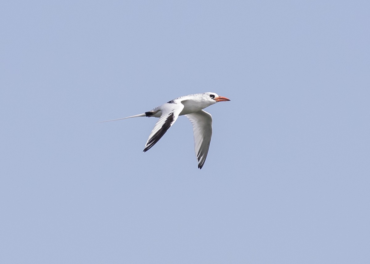 Red-billed Tropicbird - ML620475107