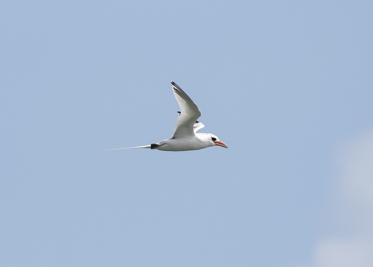 Red-billed Tropicbird - ML620475108