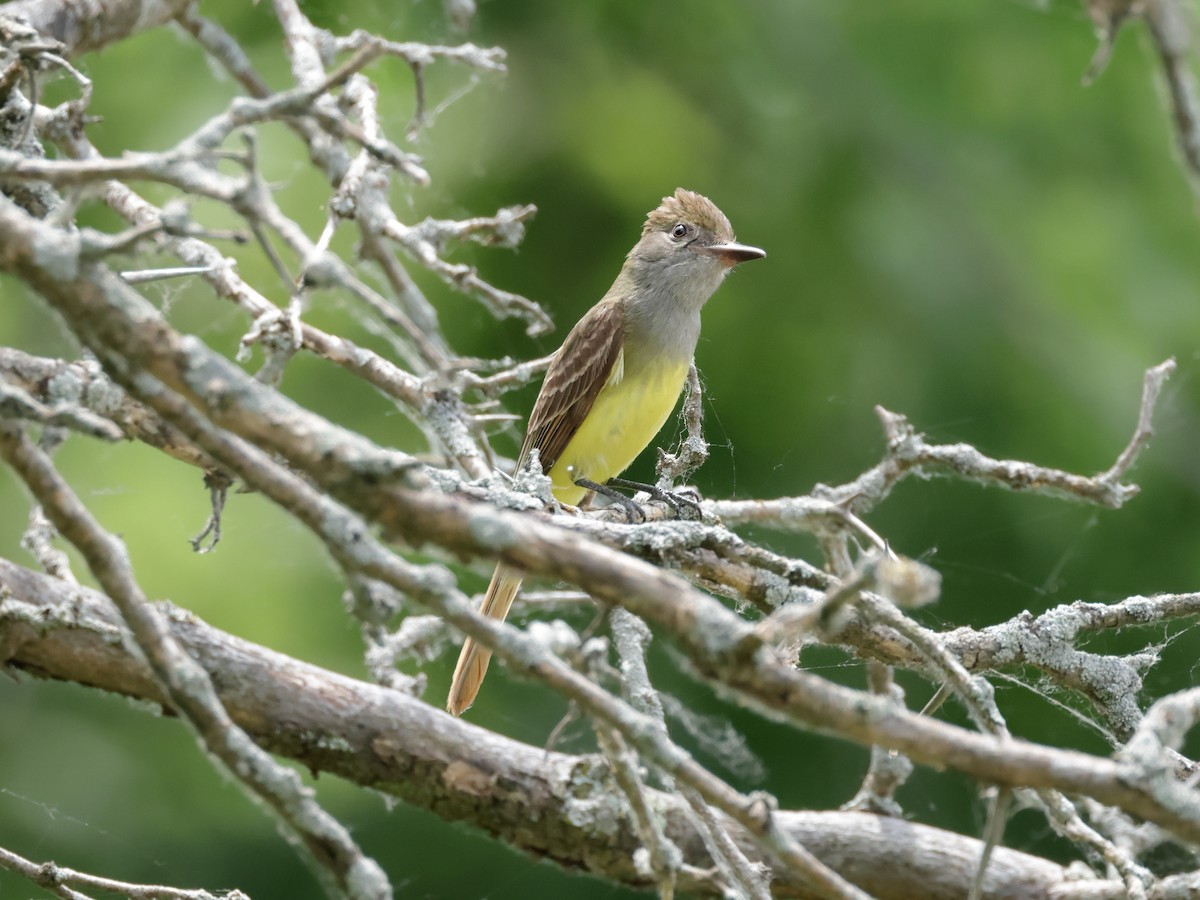 Great Crested Flycatcher - ML620475110