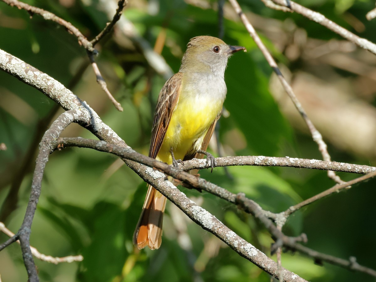Great Crested Flycatcher - ML620475111