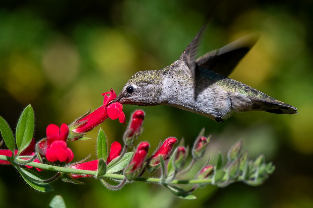 Anna's Hummingbird - ML620475112