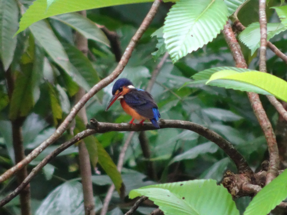 Blue-eared Kingfisher - ML620475113