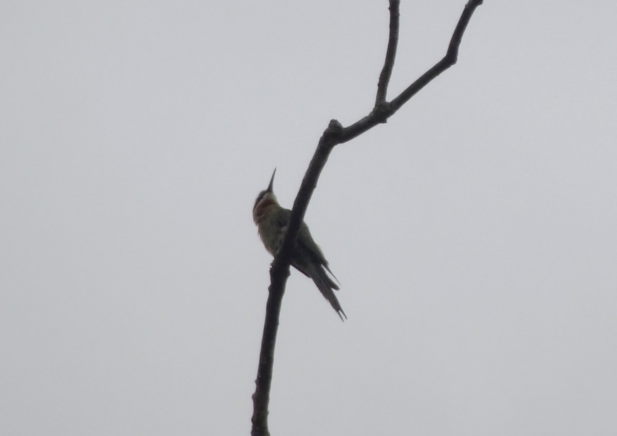 Blue-tailed Bee-eater - ML620475117