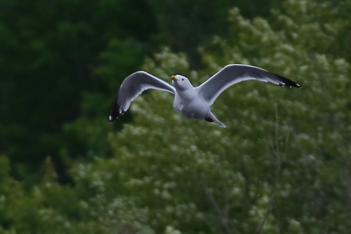 racek stříbřitý (ssp. smithsonianus) - ML620475119