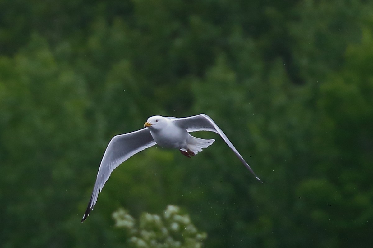 Gaviota Argéntea (americana) - ML620475120