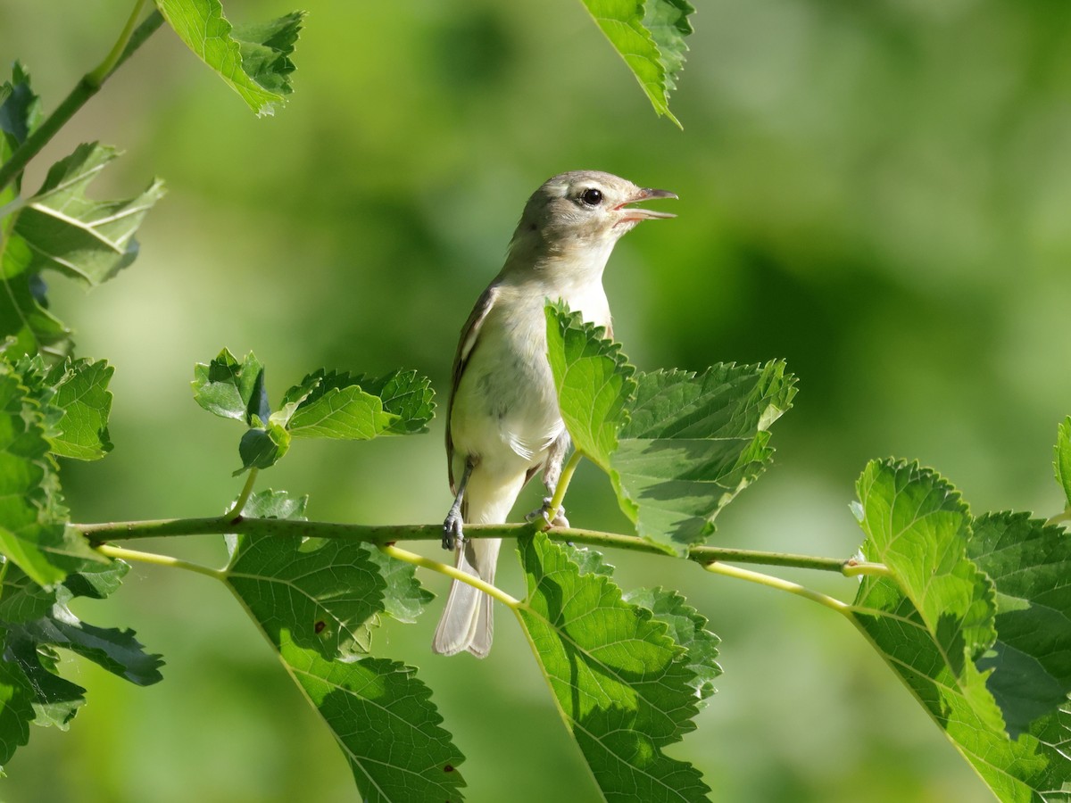 Warbling Vireo - Charlie Arp