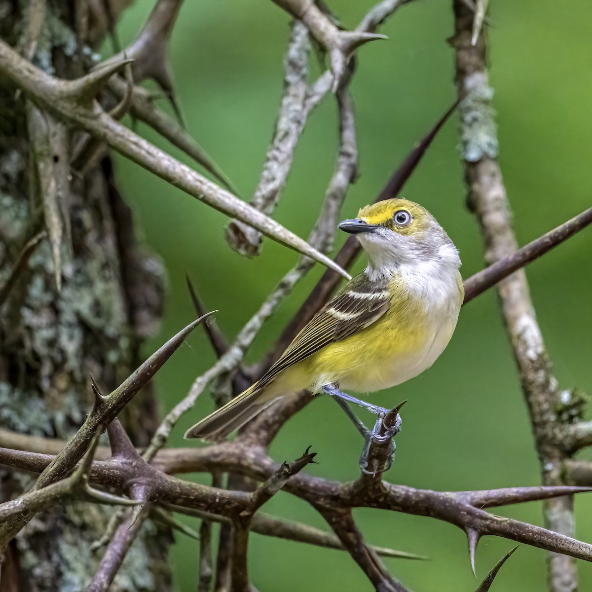 White-eyed Vireo - ML620475123