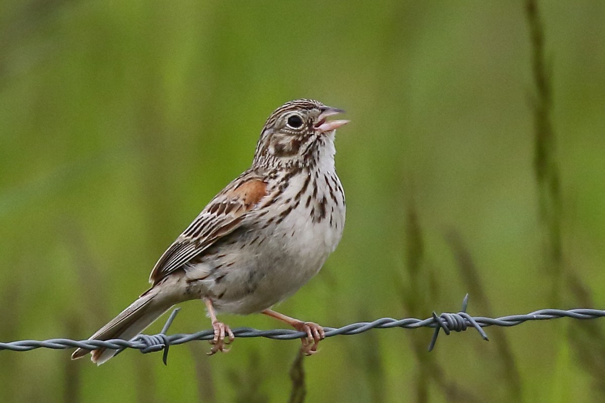 Vesper Sparrow - ML620475126