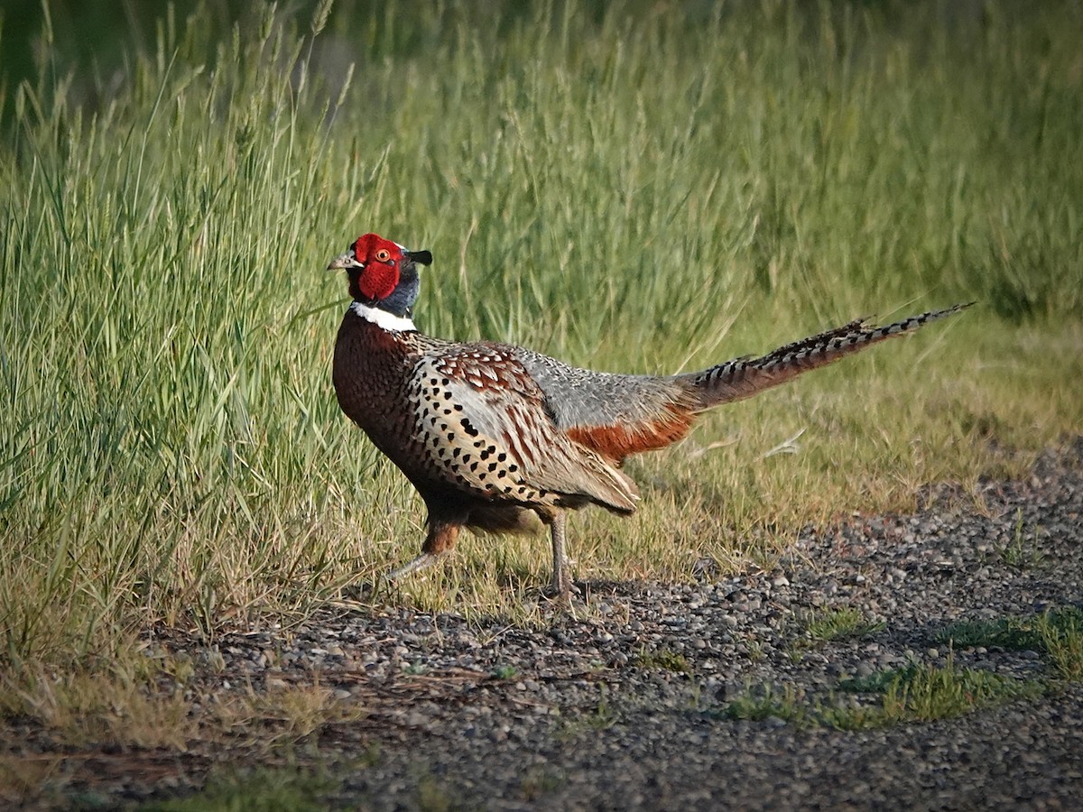 Ring-necked Pheasant - ML620475131