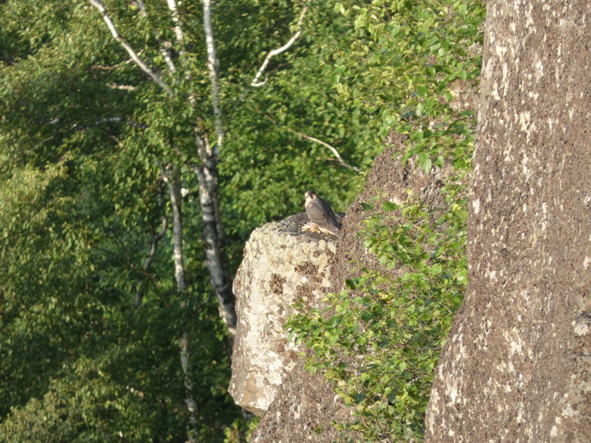 Halcón Peregrino - ML620475132