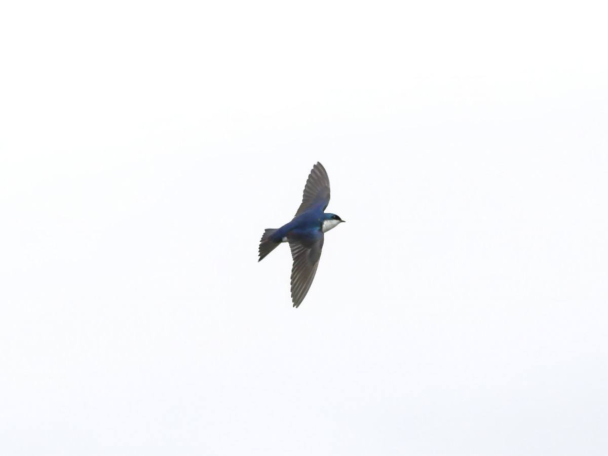 Golondrina Bicolor - ML620475133