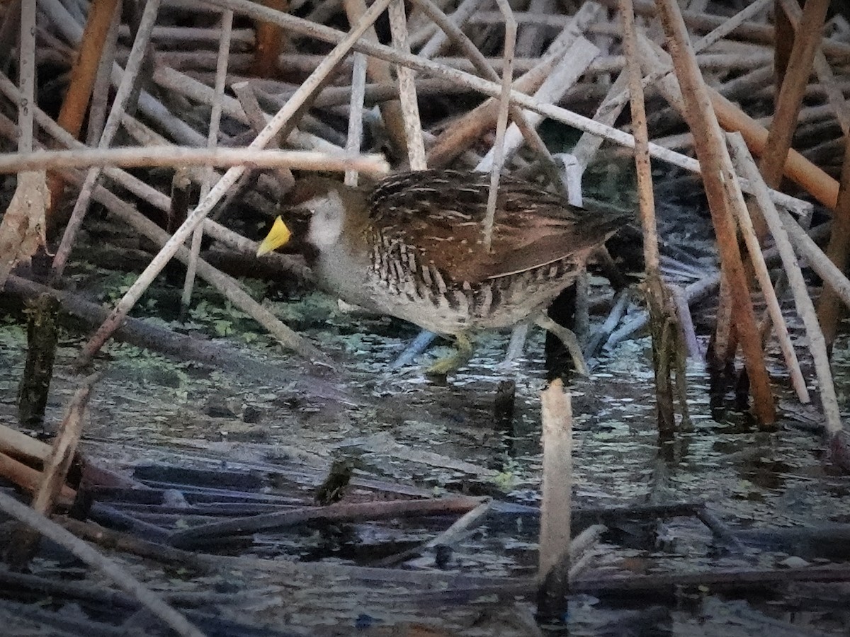 Sora uroilanda - ML620475134