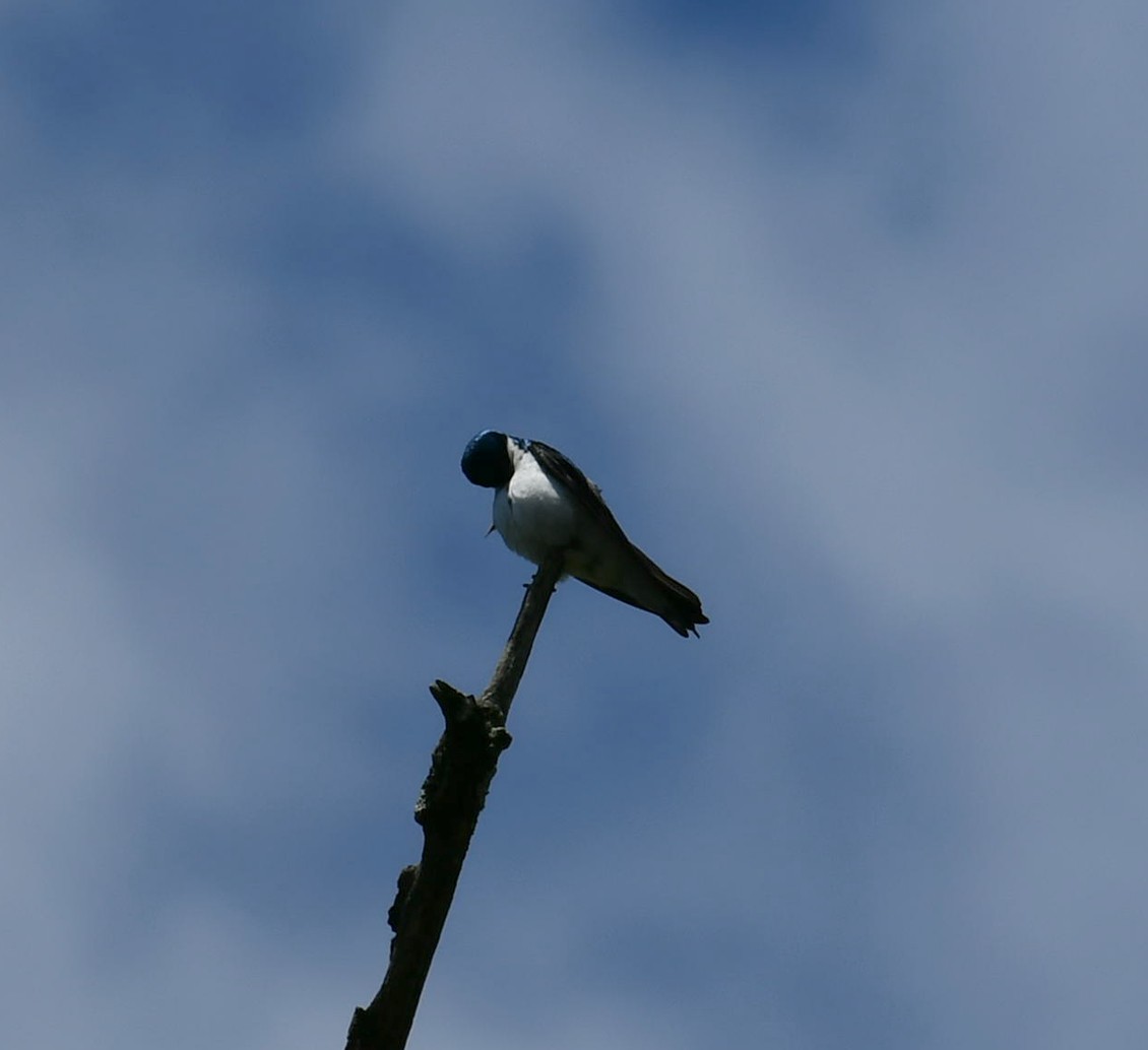 Golondrina Bicolor - ML620475135