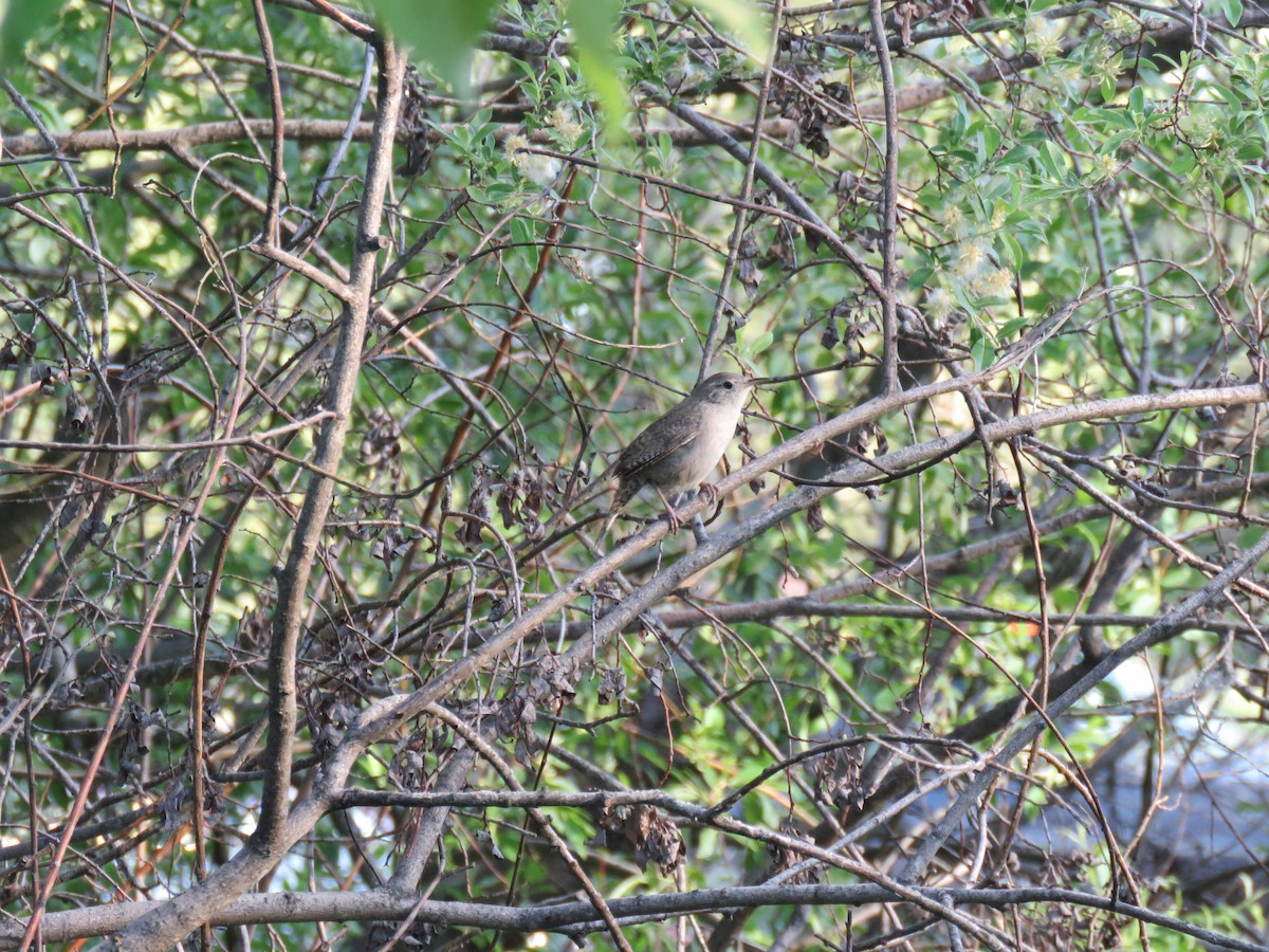 House Wren - ML620475139