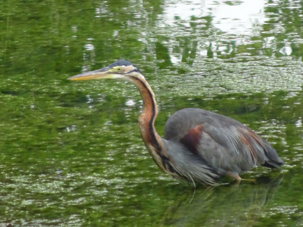 Purple Heron - ML620475140