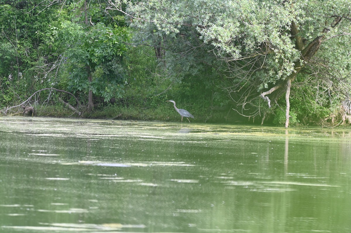 Great Blue Heron - ML620475141