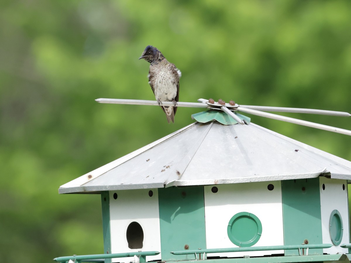 Purple Martin - ML620475142