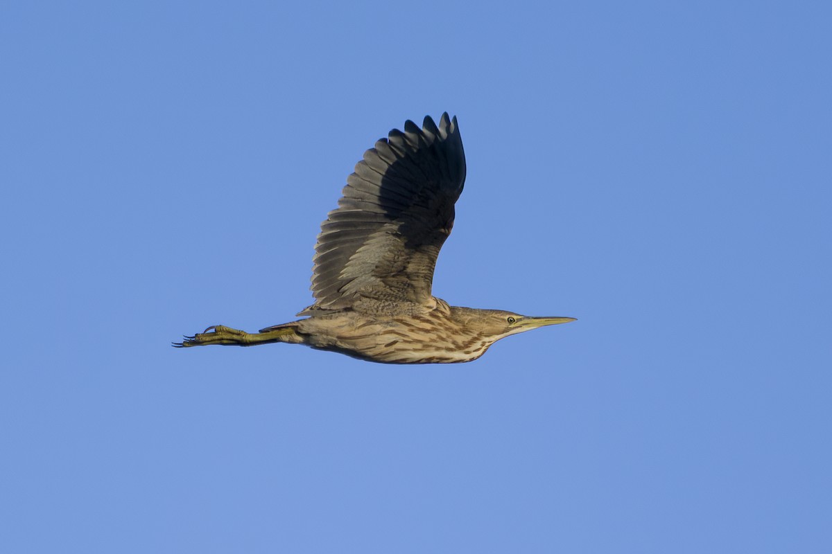 American Bittern - ML620475144