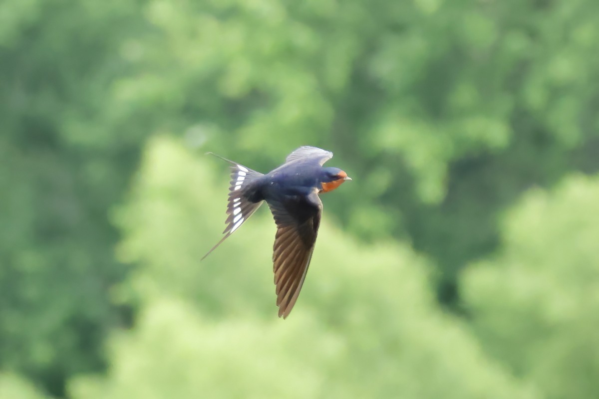 Barn Swallow - ML620475149