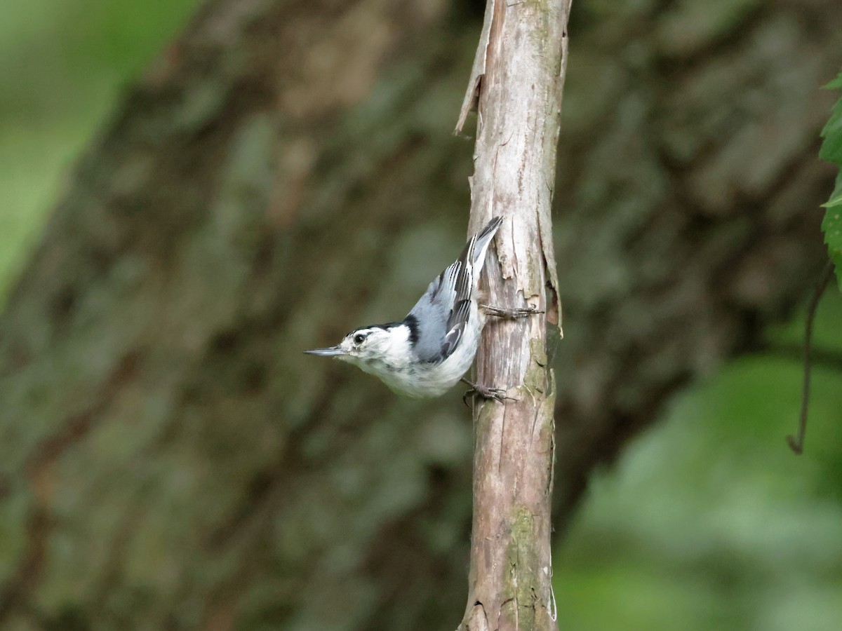 White-breasted Nuthatch - ML620475154