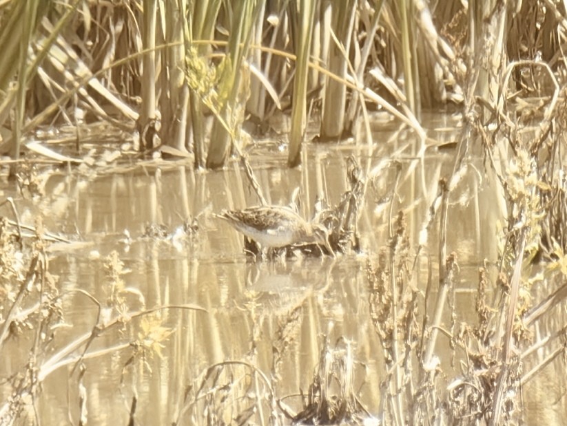 Common Snipe - ML620475156