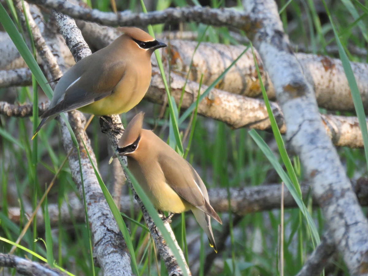 Cedar Waxwing - ML620475157