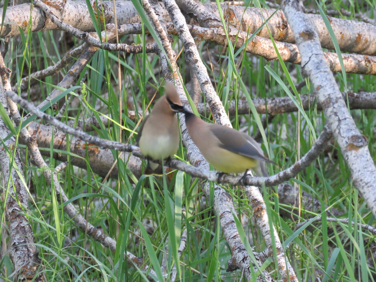 Cedar Waxwing - Bob Ortmeyer