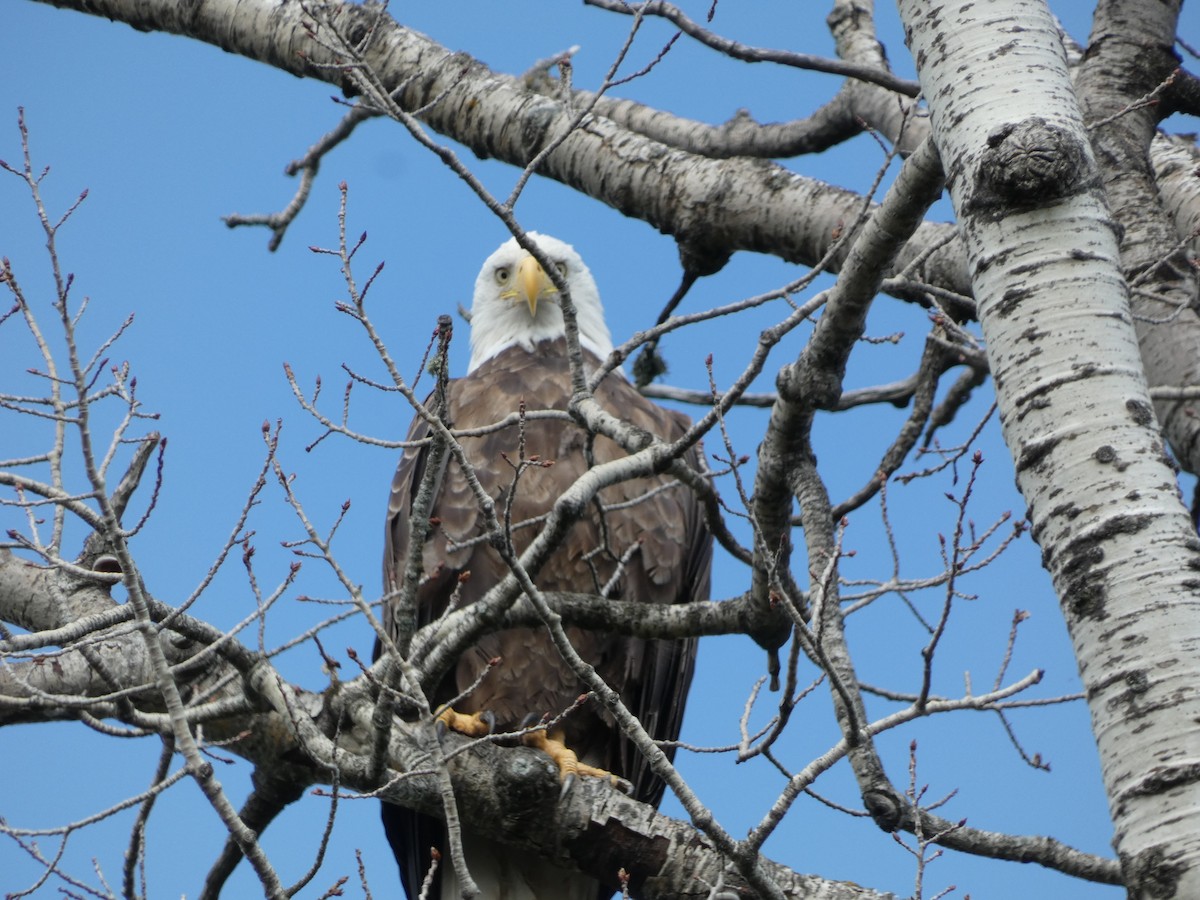 Bald Eagle - ML620475175