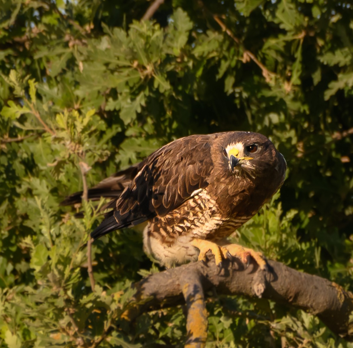 Swainson's Hawk - ML620475177