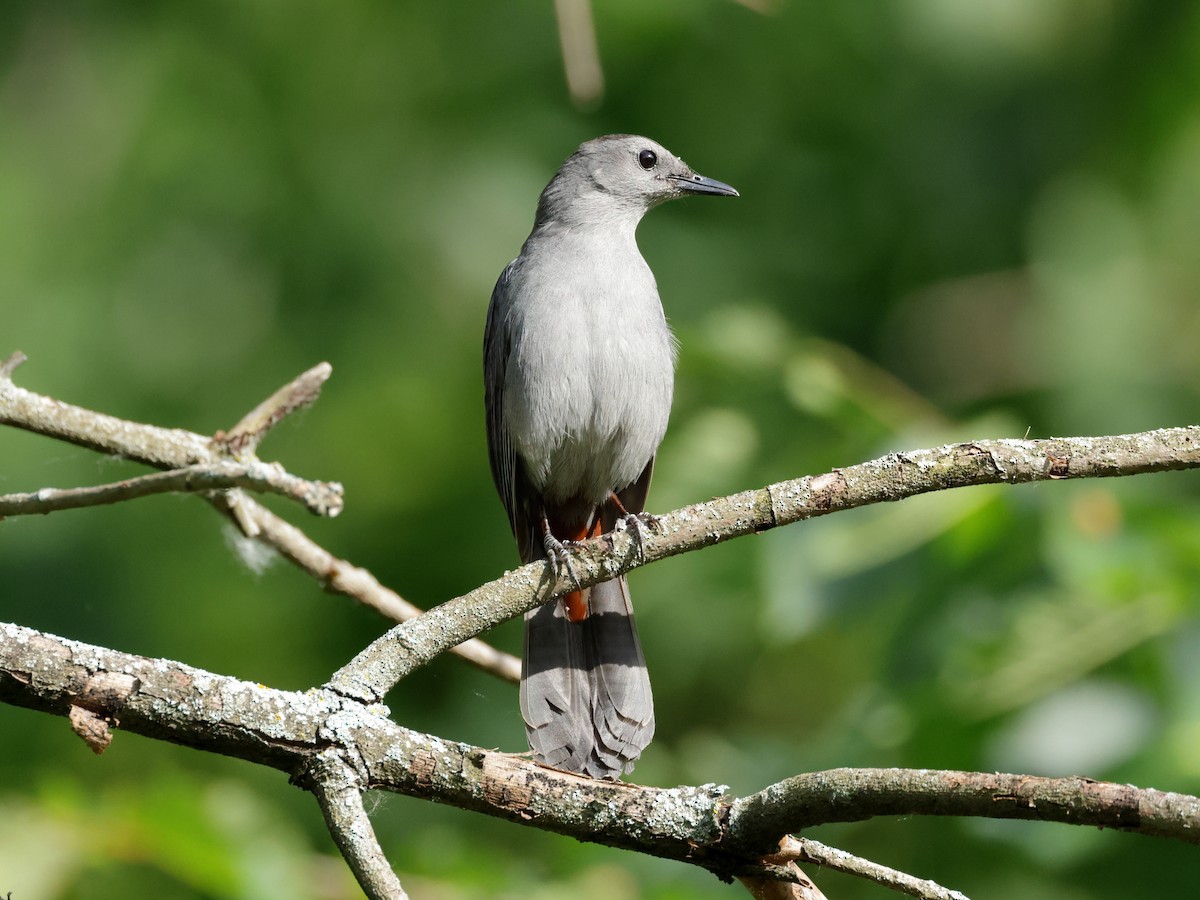 Gray Catbird - ML620475179