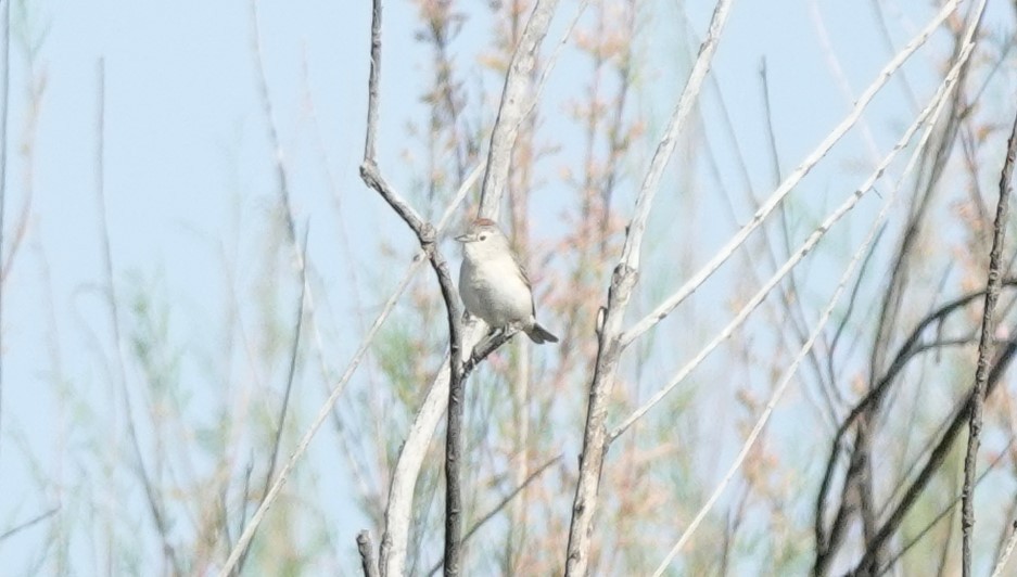 Lucy's Warbler - ML620475180