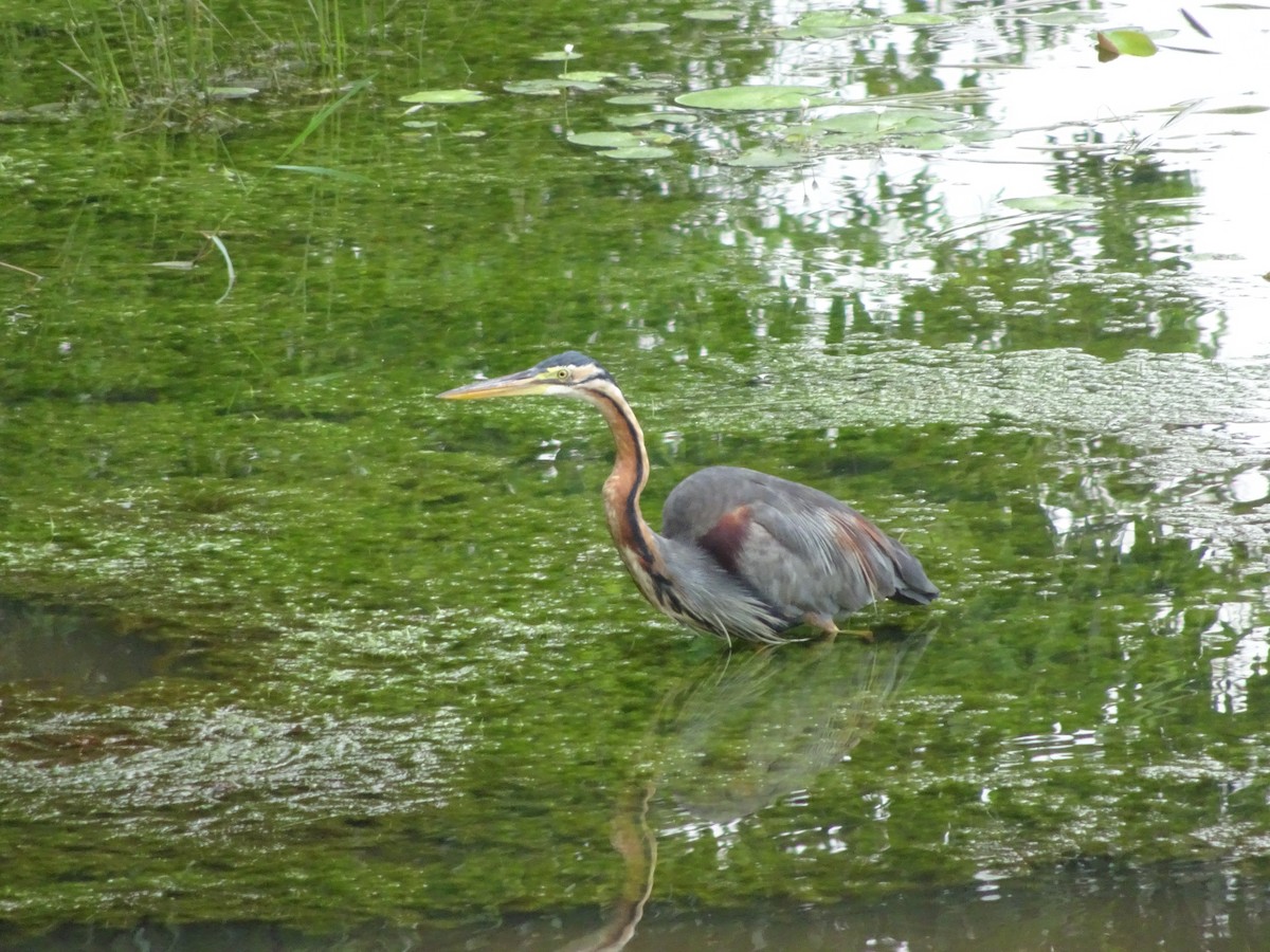 Purple Heron - ML620475181