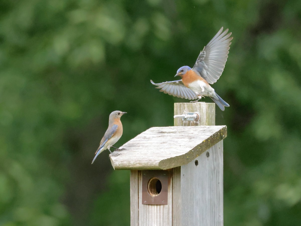 Eastern Bluebird - ML620475182