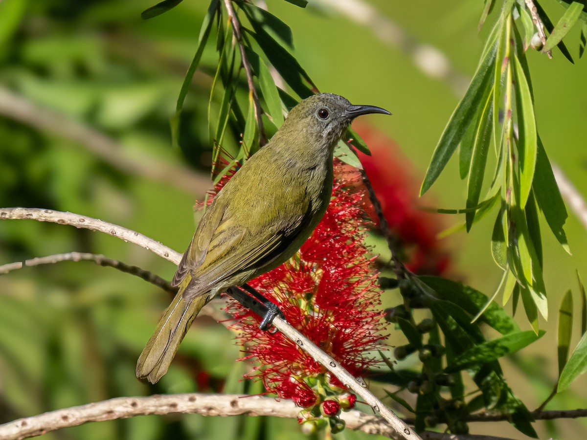 Sunda Honeyeater - ML620475183