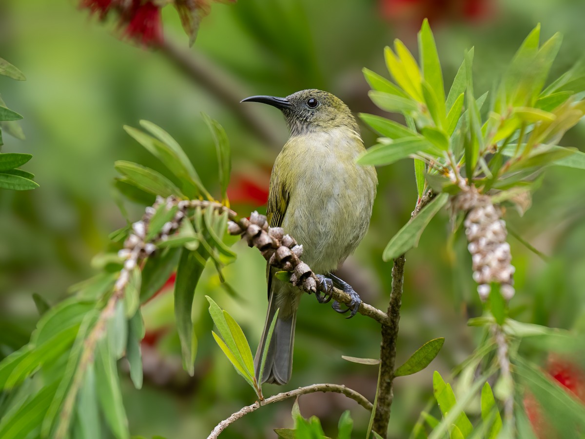 Sunda Honeyeater - ML620475184