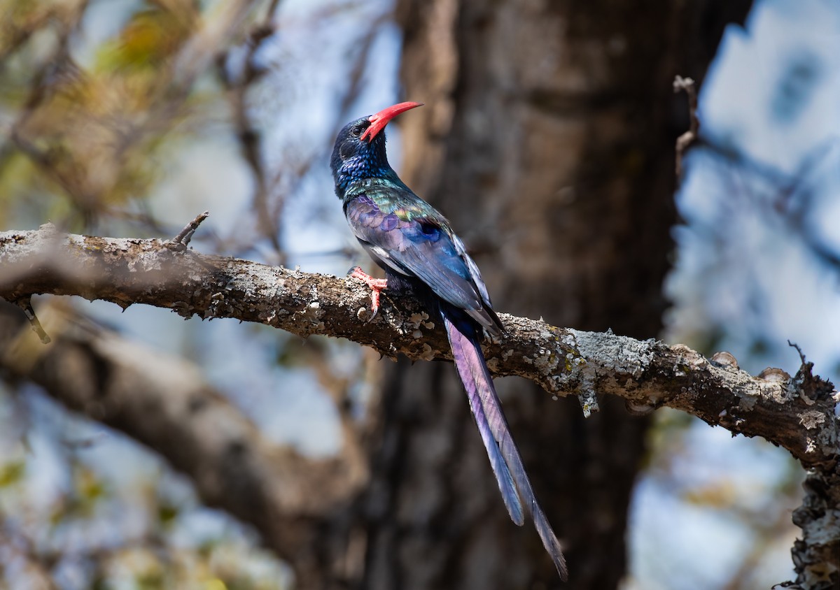 Green Woodhoopoe - ML620475187