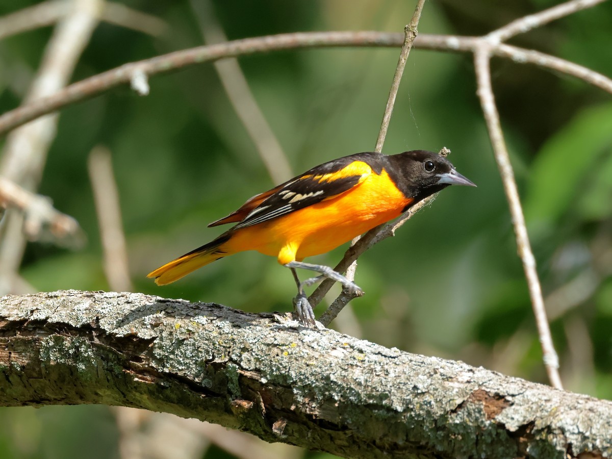 Baltimore Oriole - ML620475192