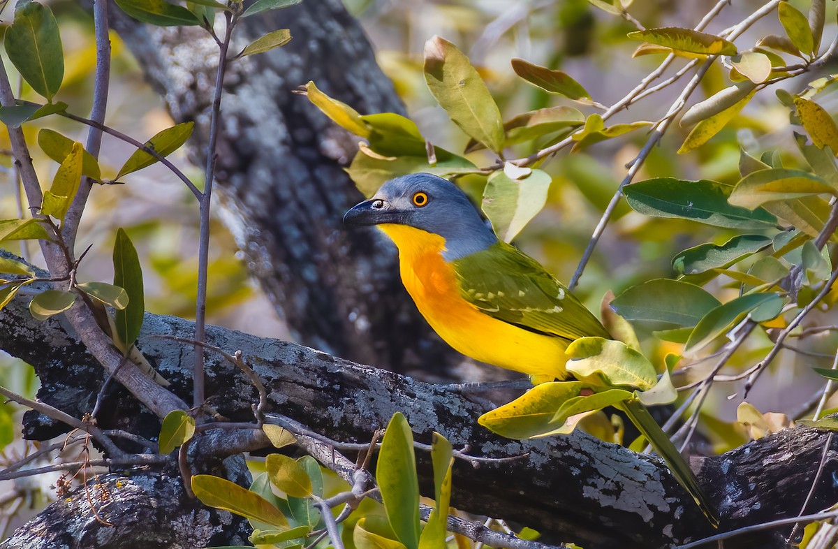 Gray-headed Bushshrike - ML620475195