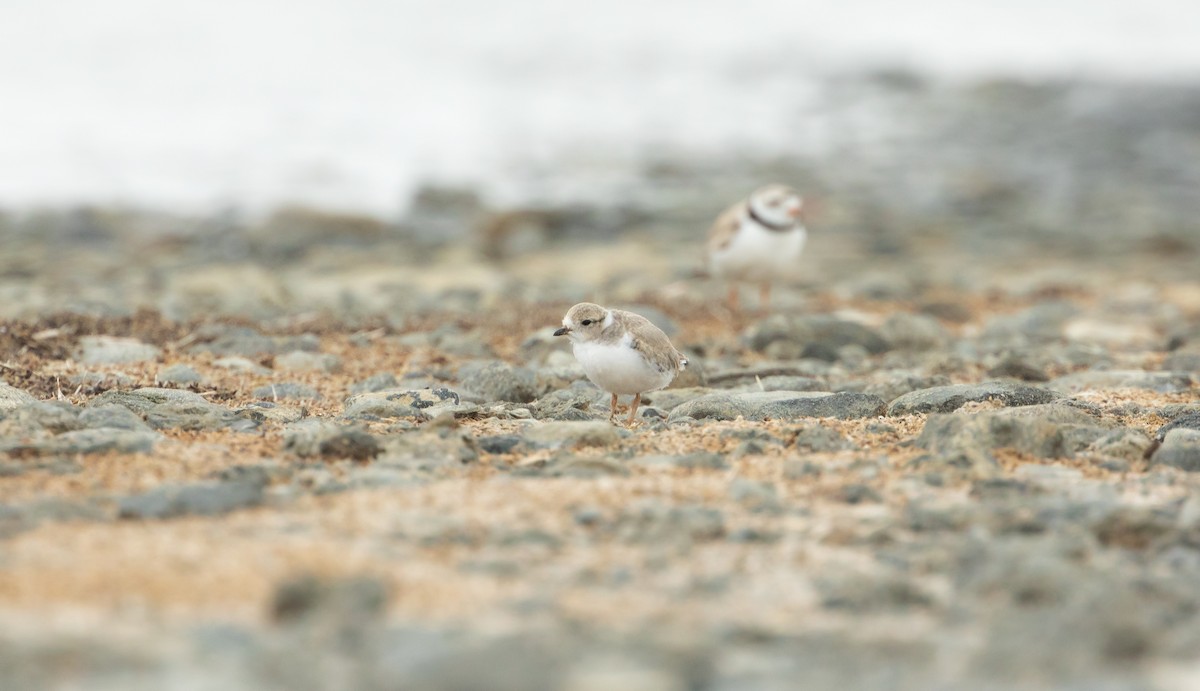 Piping Plover - ML620475196