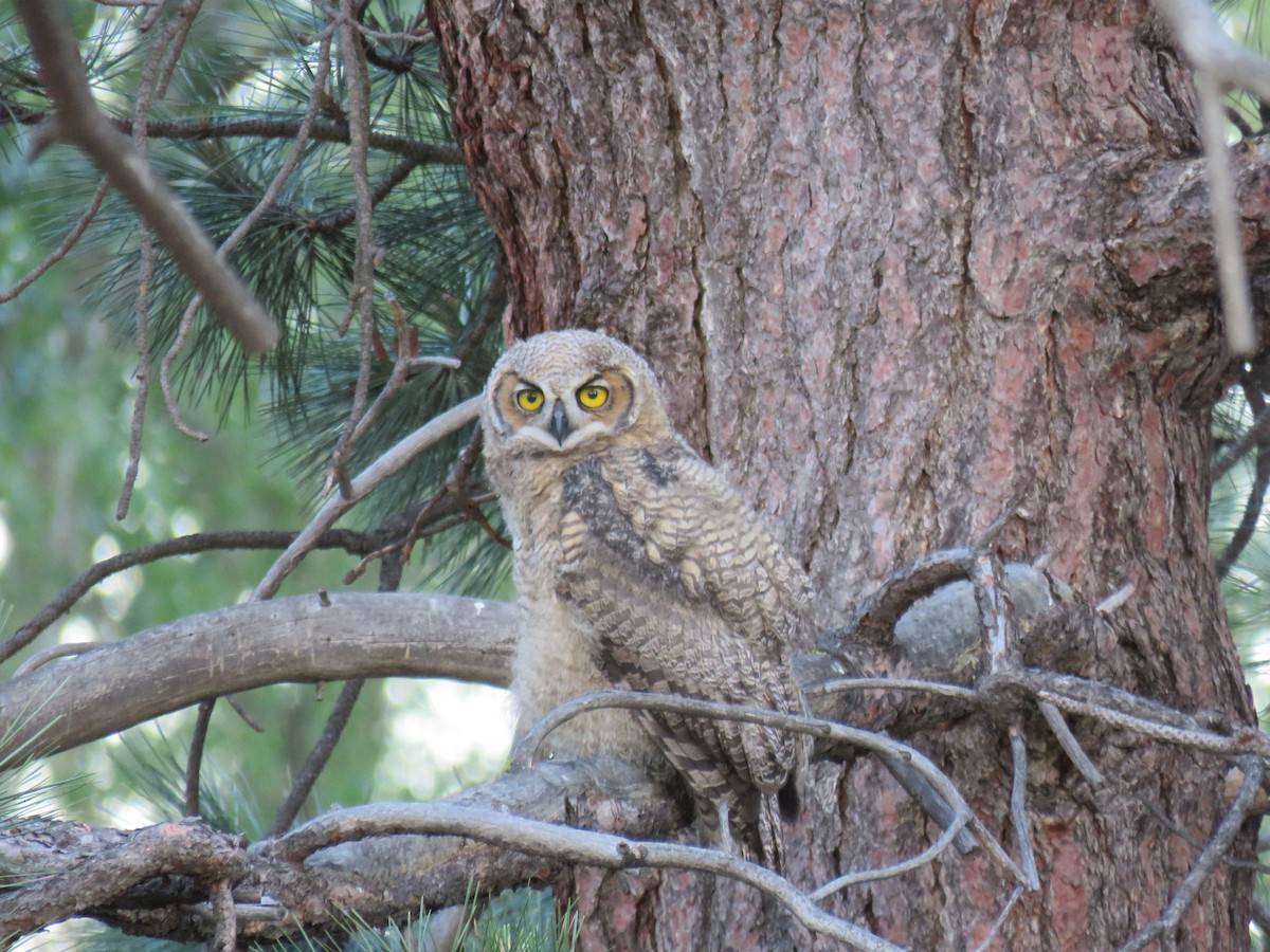 Great Horned Owl - ML620475199