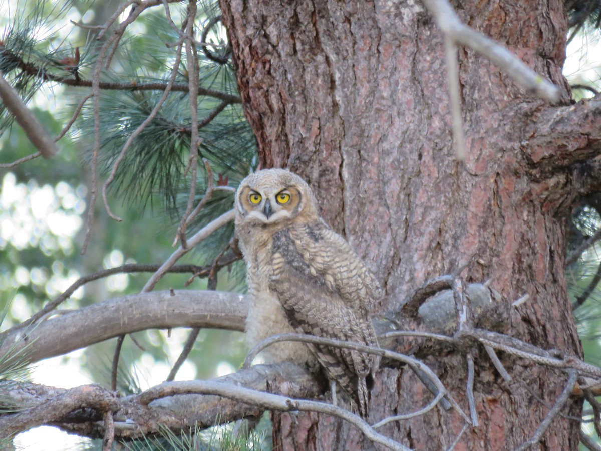 Great Horned Owl - ML620475200