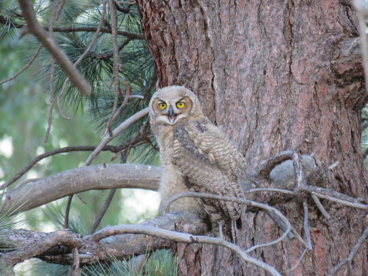 Great Horned Owl - ML620475201